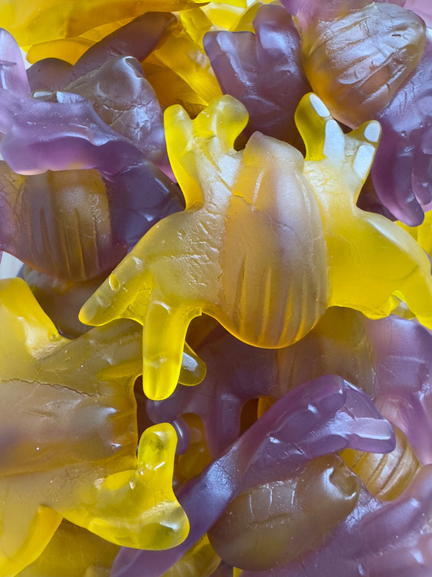 Araignée lisse XXL Halal – 100g